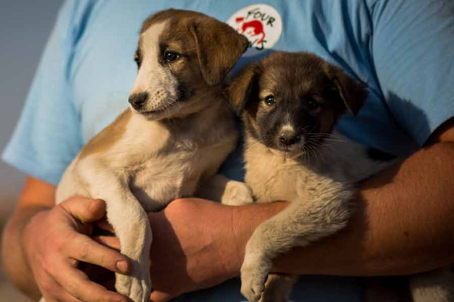 According to report Morocco plans to kill 30 lakh stray dogs before Fifa World Cup 2030