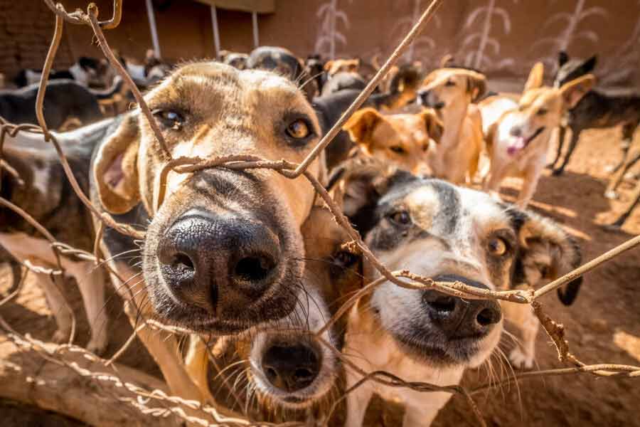 According to report Morocco plans to kill 30 lakh stray dogs before Fifa World Cup 2030