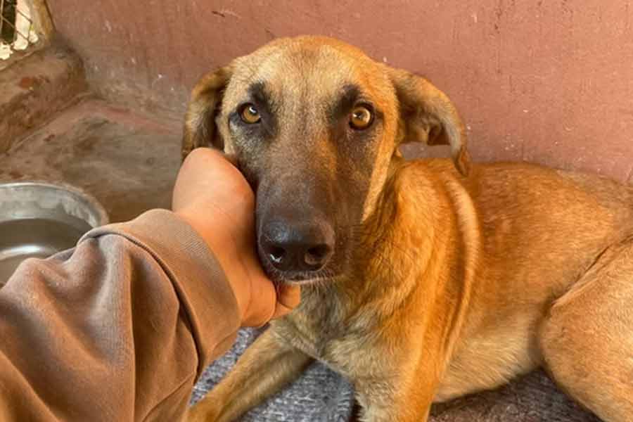 According to report Morocco plans to kill 30 lakh stray dogs before Fifa World Cup 2030