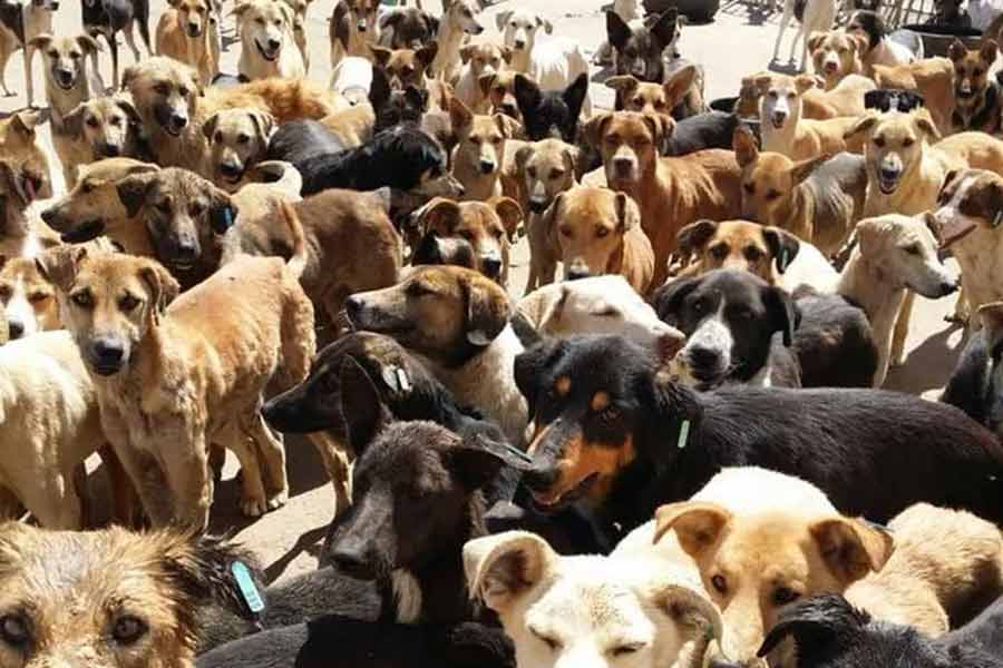 According to report Morocco plans to kill 30 lakh stray dogs before Fifa World Cup 2030