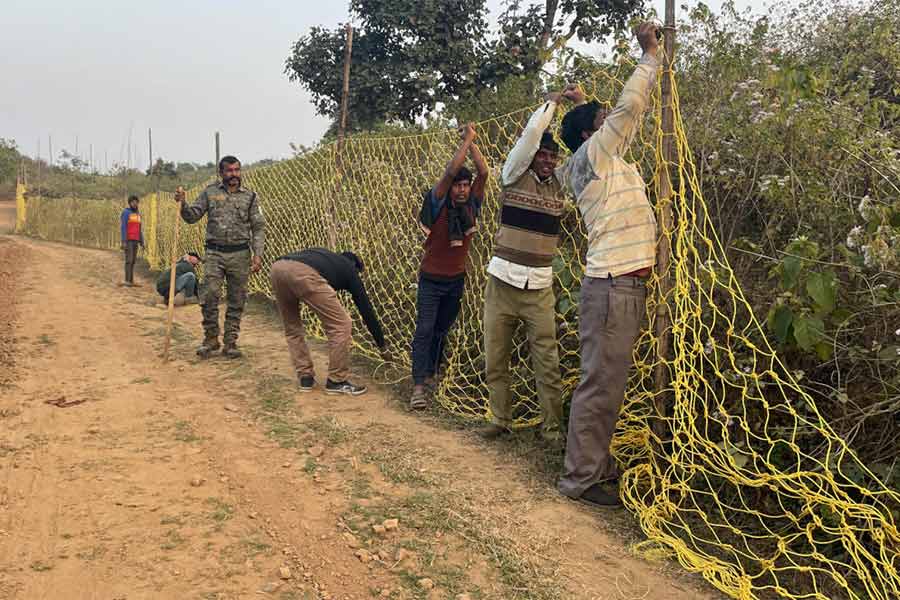 যাতে লোকালয়ে না ঢুকে পড়ে বাঘ তার জন্য ভাড়ারিয়া পাহাড়ের এক পাশে নেট দিয়ে ঘোরা হচ্ছে।