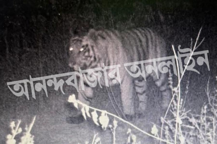 Action of forest workers in Raika Hills of Purulia to catch tigers