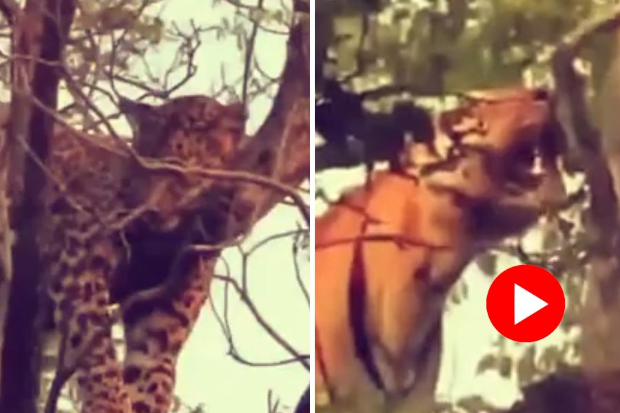 Tiger steals leopard’s prey while it sleeps on tree, video goes viral dgtl