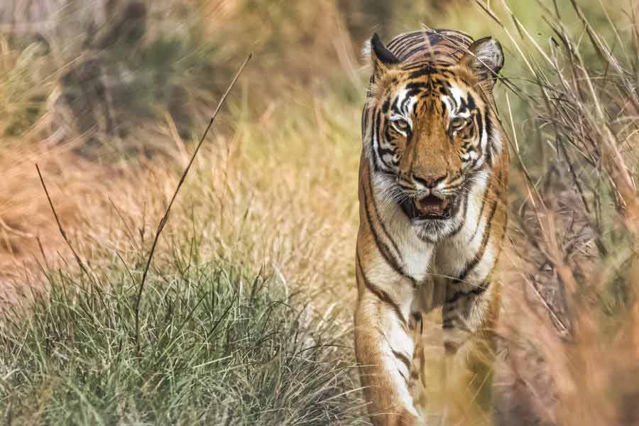 প্রলয়: তাড়োবার অগরজ়ারী এলাকায় শিকারে বেরিয়েছে ছোটি মধু।