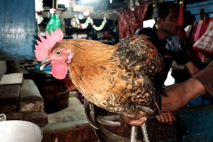 Chicken meat cannot be sold publicly, KMC may issue guidelines soon