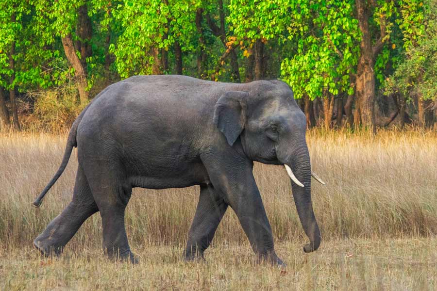 A man death due to elephant attack in West Medinipur