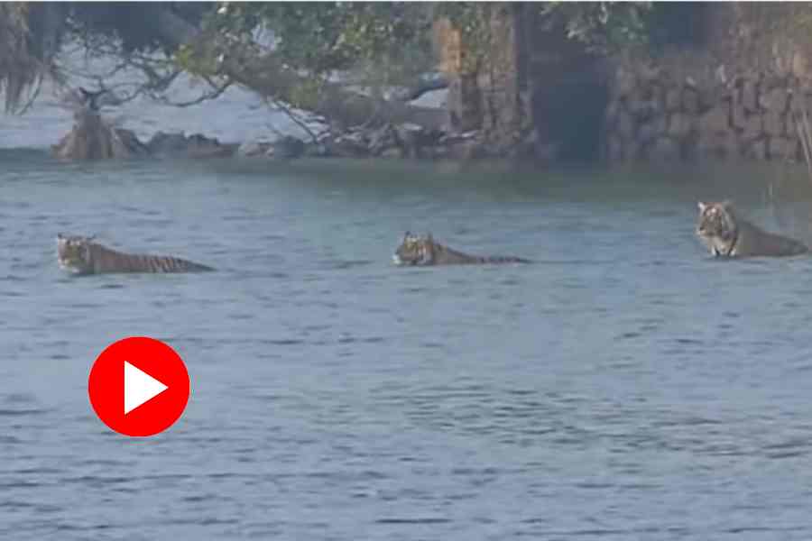 Viral video of tigress Riddhi crossing lake with its 2 cubs at Ranthambore National Park in Rajasthan