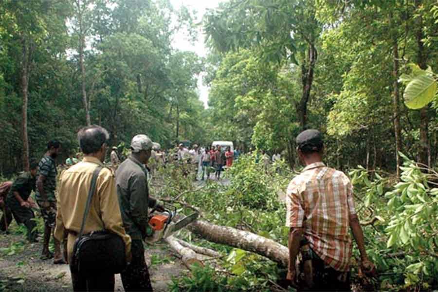 রাস্তা তৈরি করার জন্য কেঁটে ফেলা হচ্ছে গাছ।