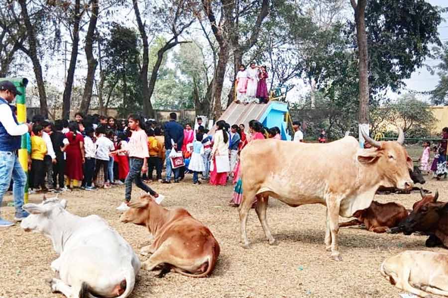 কুমারডিহিতে পার্কে গরু।