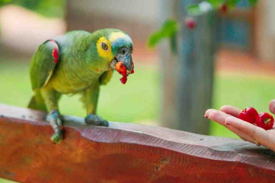 Which food items are poisonous for Pet Birds