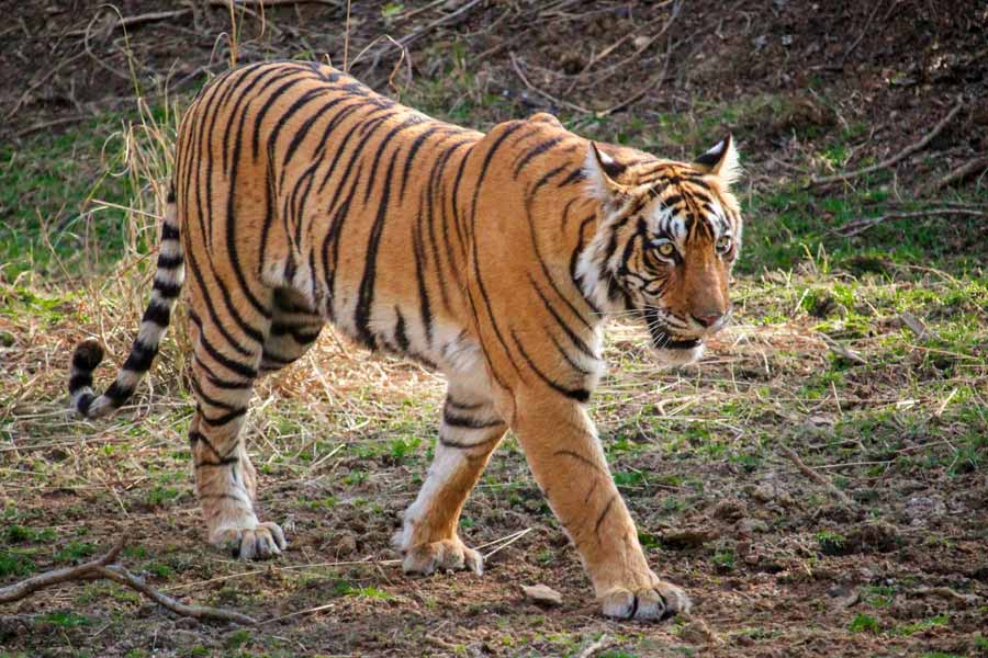 Tiger who came purulia before eight days, went to Jharkhand