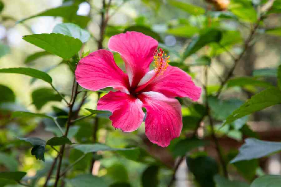 জবাগাছে পোকা ধ্বংস হবে ঘরোয়া উপায়ে। কী ভাবে বানাবেন কীটনাশক?