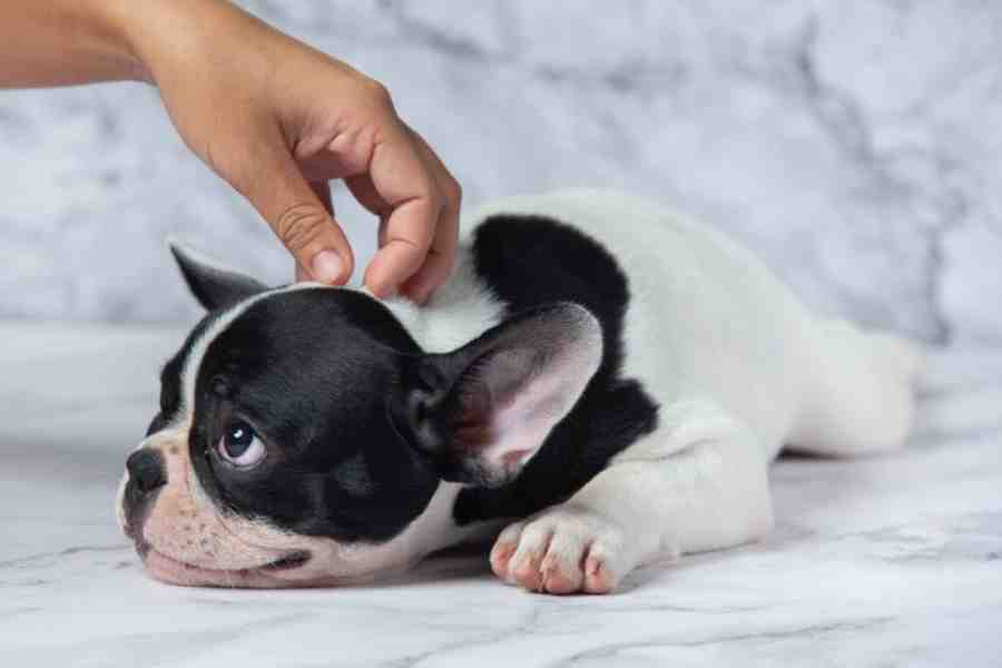 How to protect your pet dogs from Mites