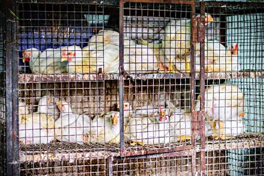 KMC to launch special drive to curb open selling of chicken in the city of Kolkata