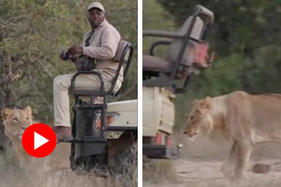 Lioness catches safari tracker by surprise, video goes viral dgtl