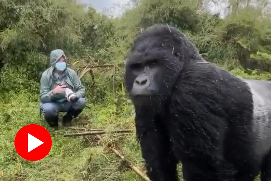 Video of a gorilla chase and beat its chest to a photographer went viral