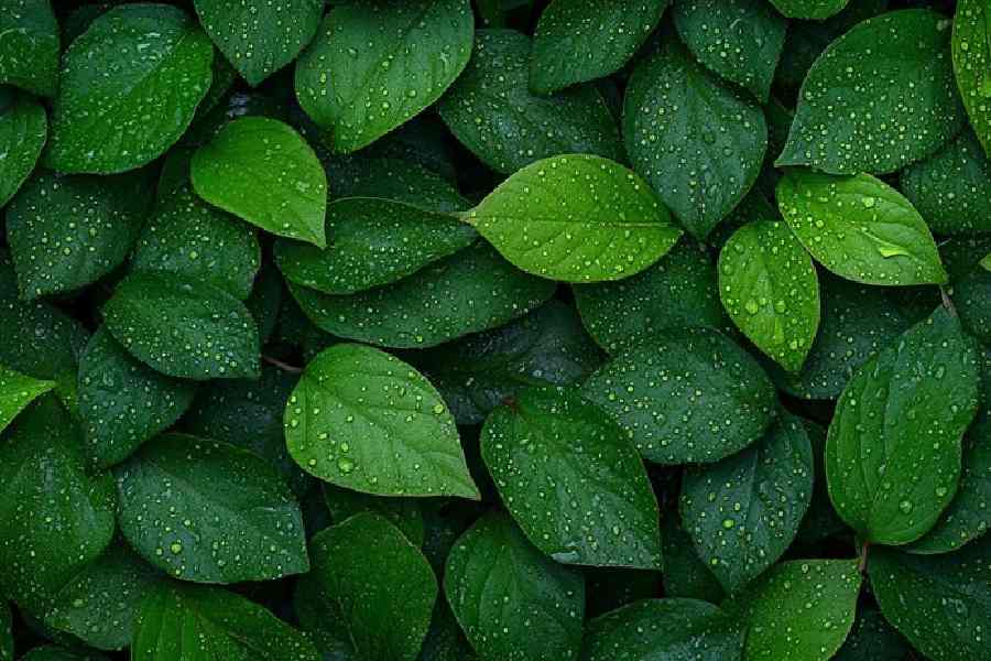 Why Chewing Betel leaf is good for health in winter dgtl