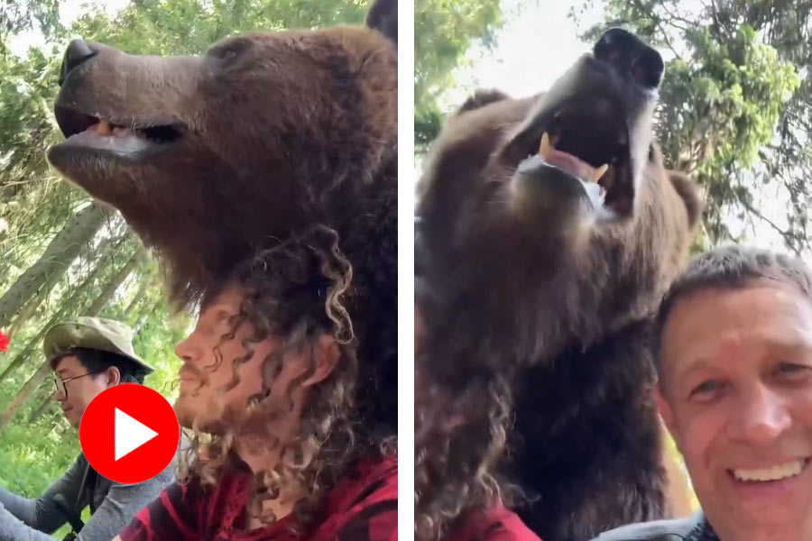 Wild bear places its chin over a man’s head and watches scenery with him in forest, video goes viral