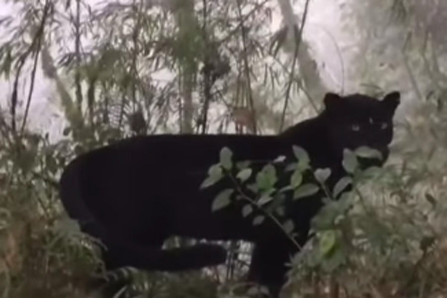 Rare black leopard found in Kurseong forest area