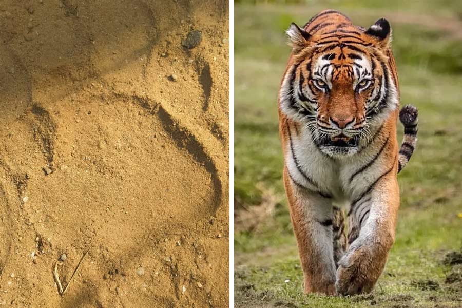 ঝাড়গ্রামে ফের বাঘের পায়ের ছাপ মেলায় আতঙ্ক।