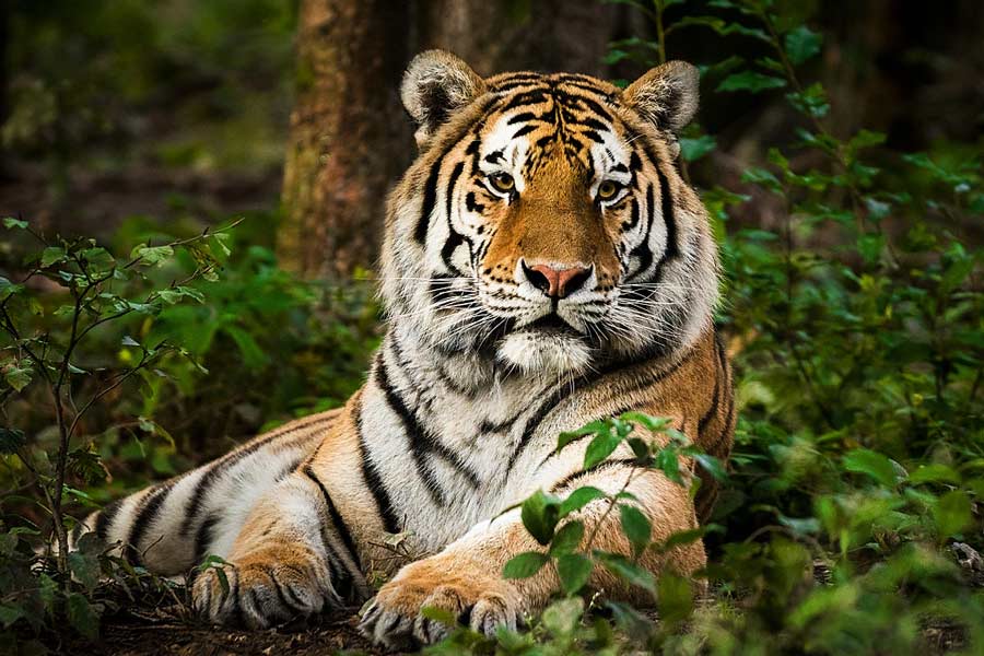 The forest department has decided to use technology to prevent tigers from entering the Sundarbans area