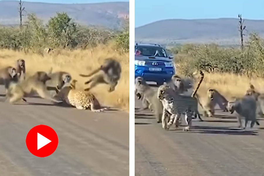 A video of fighting between cheetah and a troop of monkey went viral