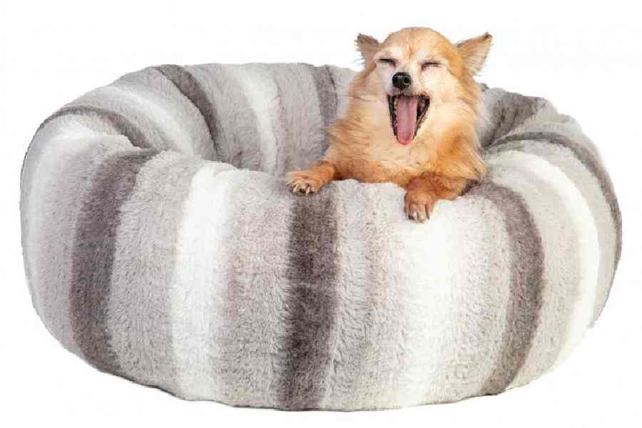 How to choose right bed for your pet dog dgtl