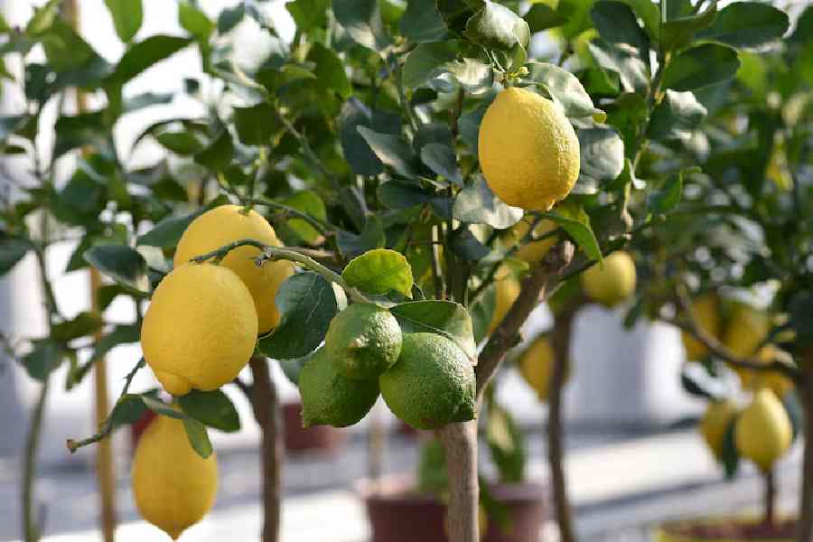 How to easily grow lemon in planter dgtl