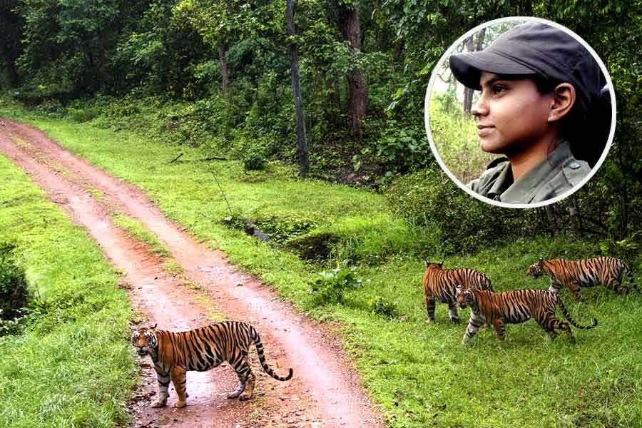 কানহার জঙ্গল পর্যটকদের গাড়িতে ঘুরিয়ে দেখান মাধুরী ঠাকুর। তিনি এখানকার প্রথম মহিলা সাফারি চালক।