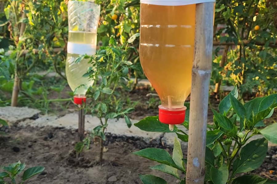 এ ভাবে স্য়ালাইনের ড্রিপের মতো জল দেওয়ার ব্যবস্থা করতে পারেন।