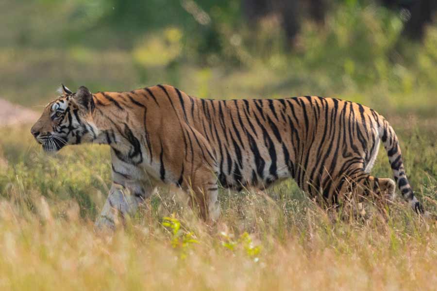 Are tigers repeatedly entering the forest in search of a permanent home in Bengal