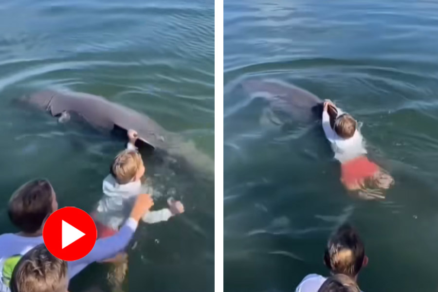 A video of baby grabs a dolphin’s fin and it takes away underwater what happens next