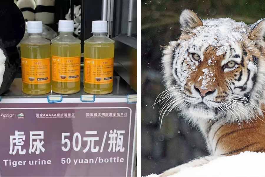 A zoo in China is selling urine passed by Siberian tigers