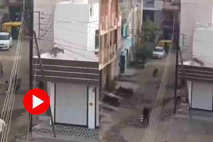 Leopard causes panic in Indore as it jumps over roofs and balconies, video goes viral