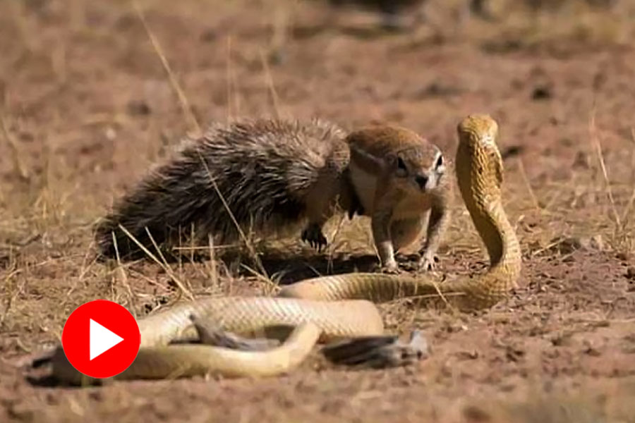 Video of mother squirrel and a snake fighting for a baby squirrel went viral