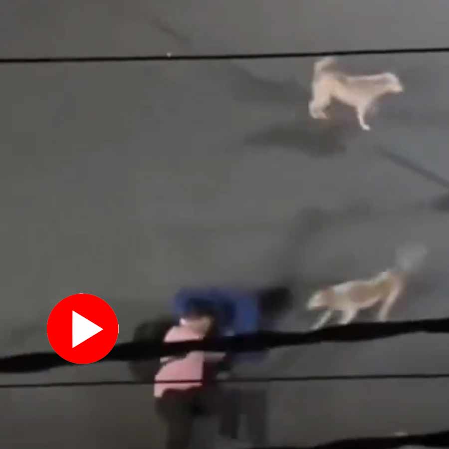Stray dogs attacks a passer by