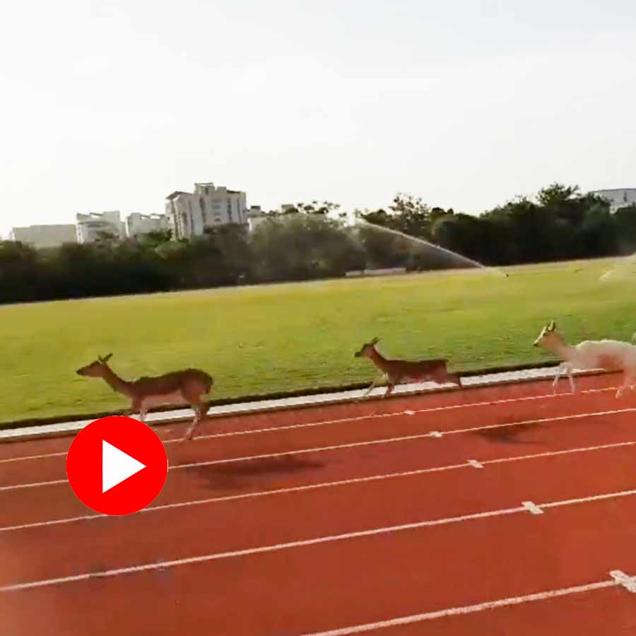 Video of albino blackbuck and deer running on athletics track in IIT Madras Chennai dgtl
