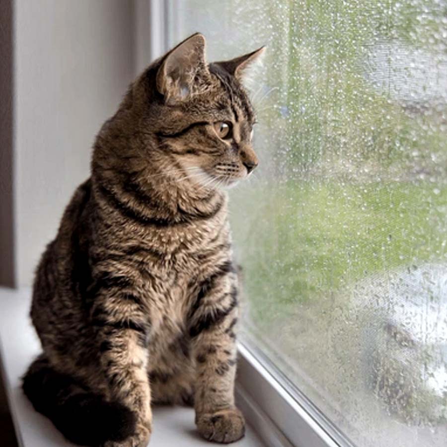 How to take care your pet at monsoon season dgtl