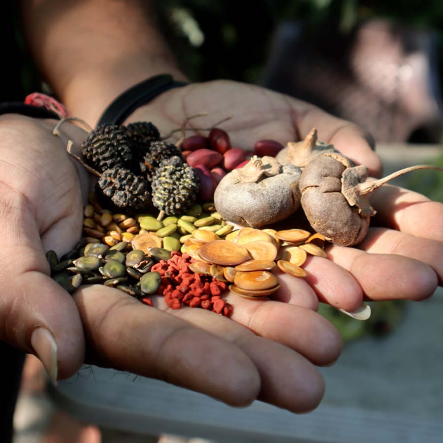 How to collect seeds from plants and make your seed bank dgtl