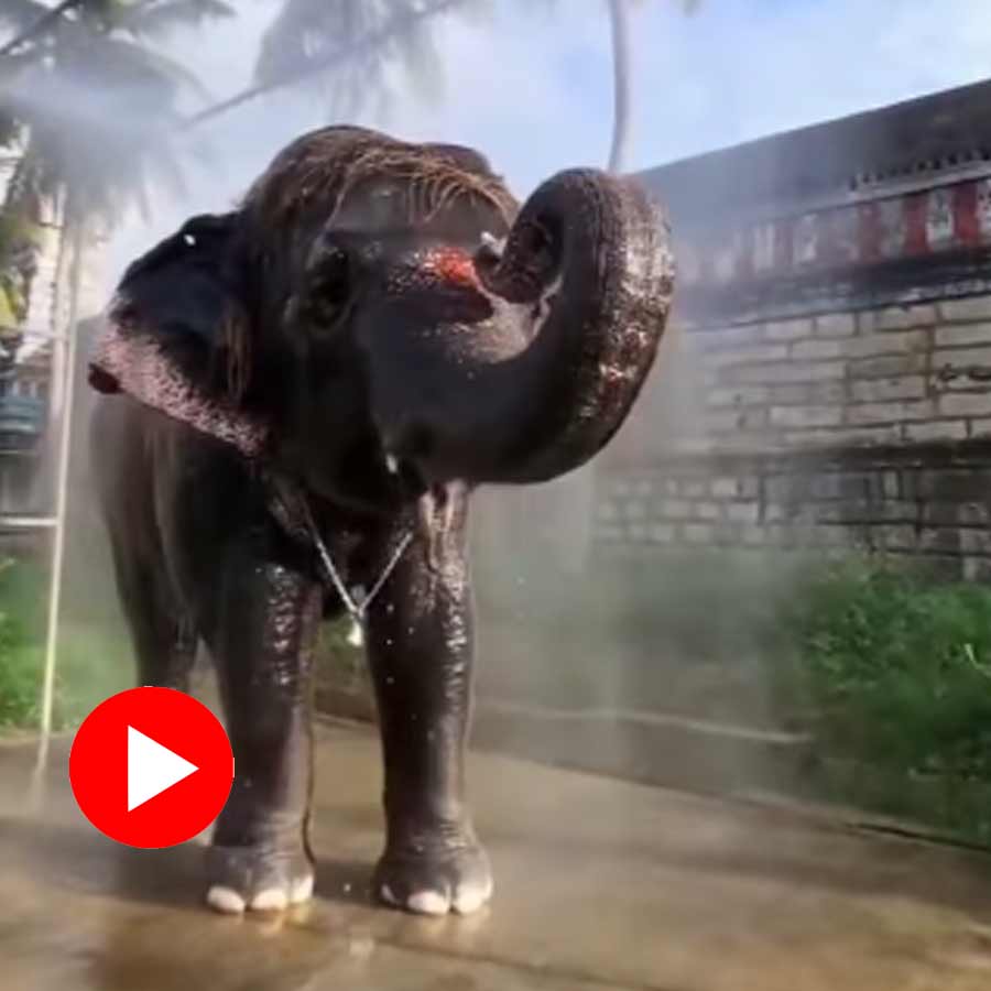 Video of baby elephant getting scared after seeing frog during bath goes viral dgtl
