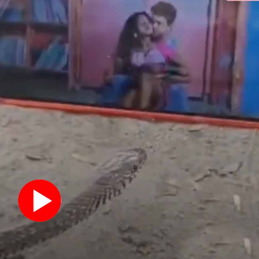 Video shows venomous snake watching Bhojpuri music video