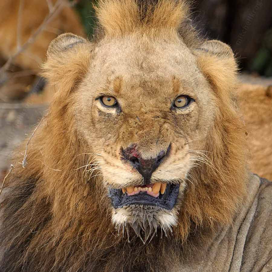 All need to know about Mapogo lions, once known as world’s deadliest lions