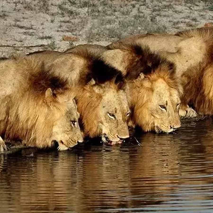 All need to know about Mapogo lions, once known as world’s deadliest lions