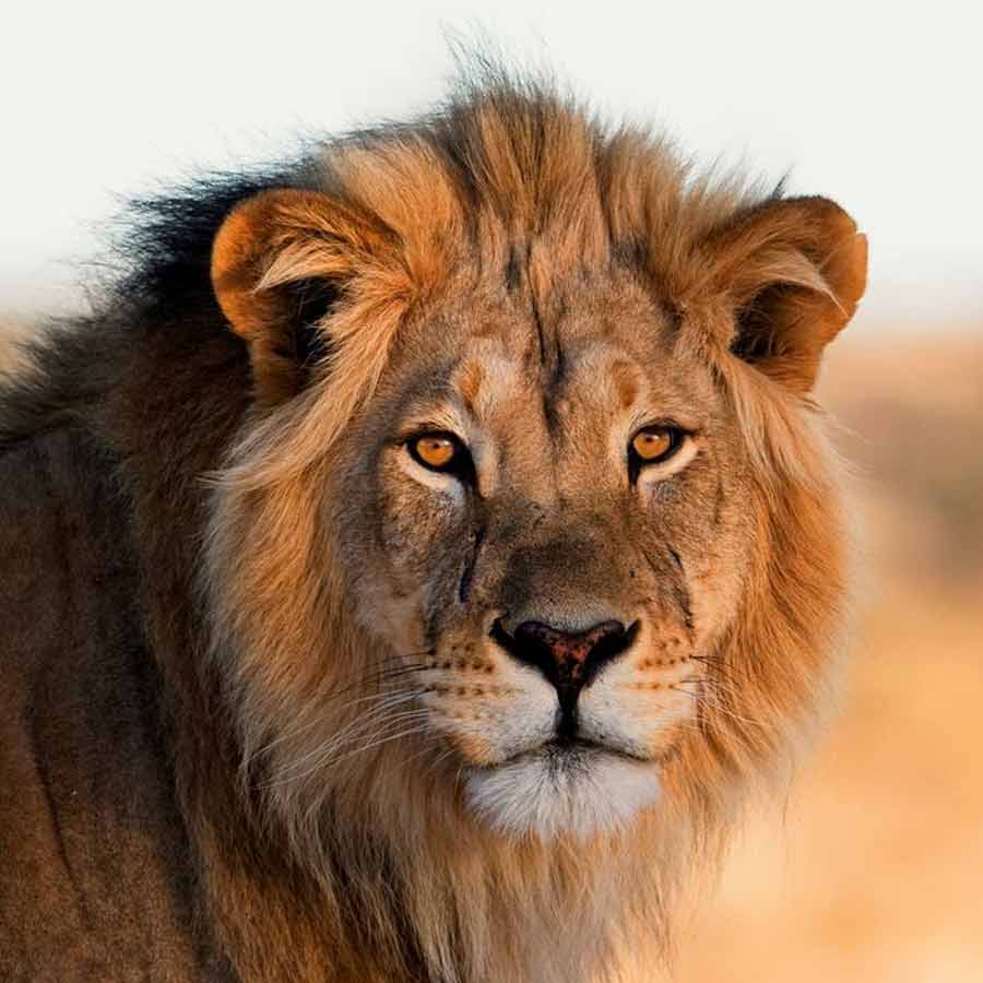 All need to know about Mapogo lions, once known as world’s deadliest lions