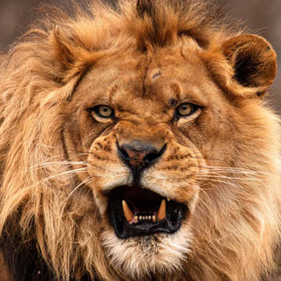 All need to know about Mapogo lions, once known as world’s deadliest lions