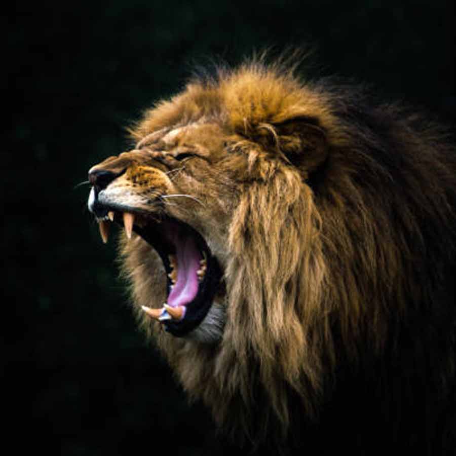 All need to know about Mapogo lions, once known as world’s deadliest lions