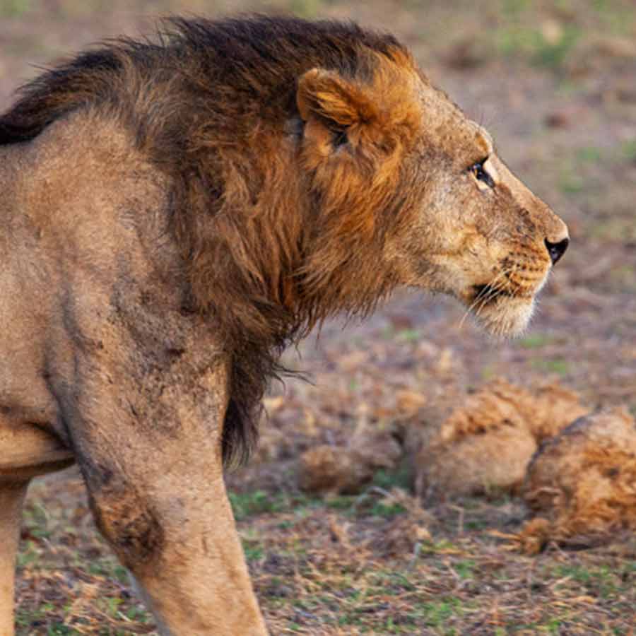 All need to know about Mapogo lions, once known as world’s deadliest lions