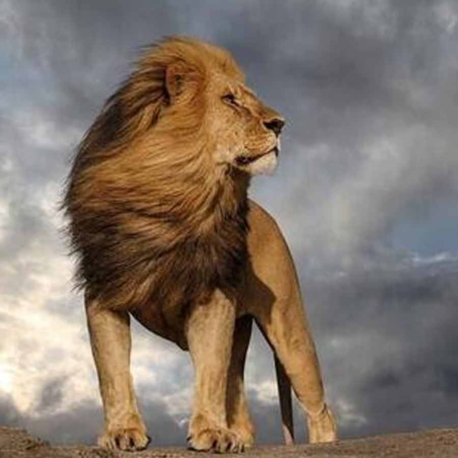 All need to know about Mapogo lions, once known as world’s deadliest lions