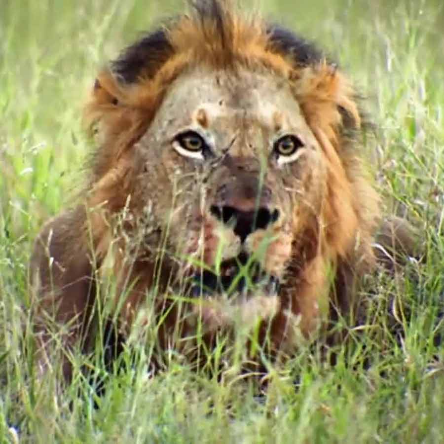 All need to know about Mapogo lions, once known as world’s deadliest lions