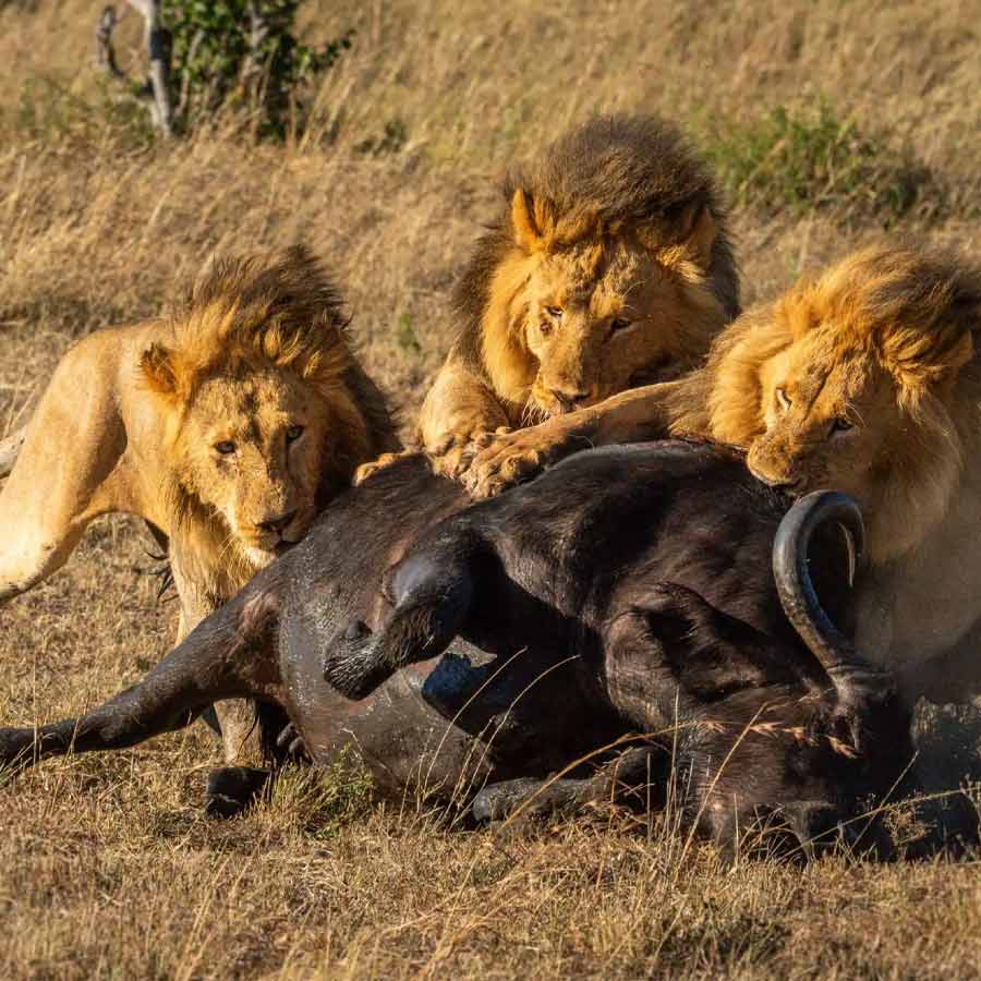 All need to know about Mapogo lions, once known as world’s deadliest lions